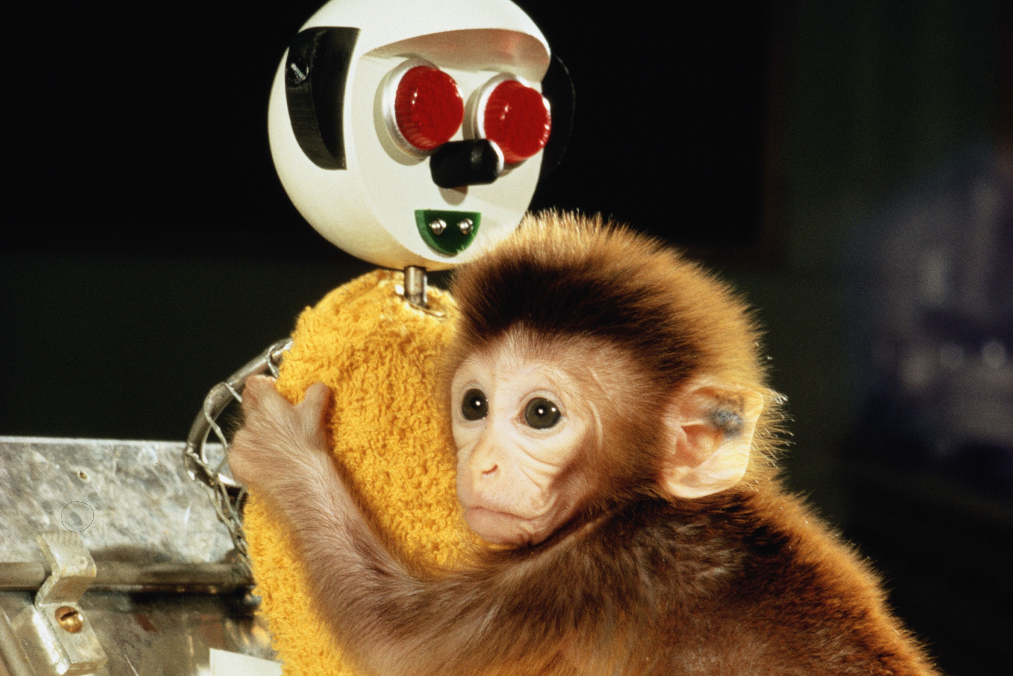 an infant macaque clinging to a crude plastic fascimile of its mother